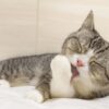 もちまる日記　好き嫌い　違和感